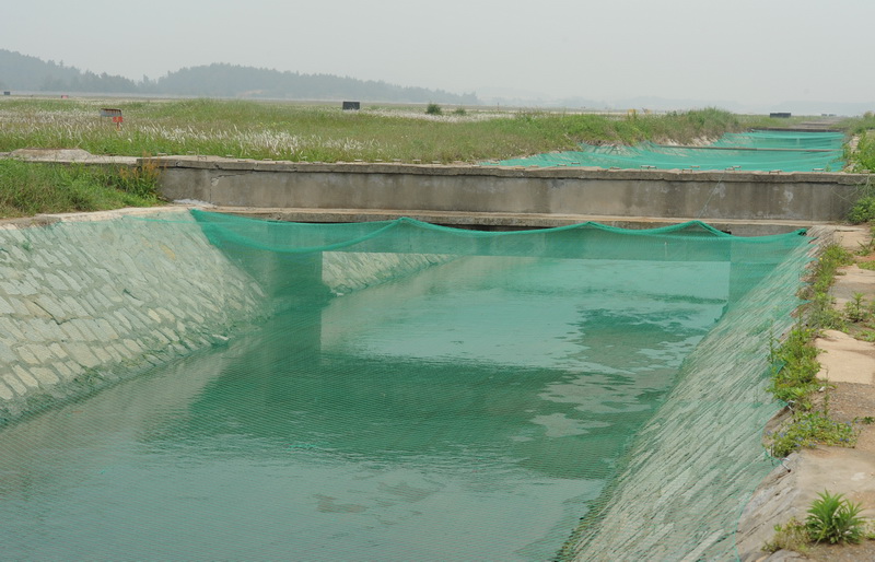 跑道旁邊的護城河上都被紗布蓋住,防止鳥類在此覓食不走。